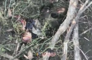 Окупант залишився без рук і ніг після атаки бійців 65 ОМБр. ВIДЕО 18+ Окупант-залишився-без-рук-і-ніг-після-атаки-бійців-65-ОМБр.-ВiДЕО-18+