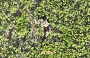 Поранений російський штурмовик марно благає пощади в українського оператора дрону. ВIДЕО Поранений-російський-штурмовик-марно-благає-пощади-в-українського-оператора-дрону.-ВiДЕО