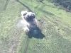 Ворожа БМП-2 наїхала на українську міну на Запорізькому напрямку. ВIДЕО Ворожа-БМП-2-наїхала-на-українську-міну-на-Запорізькому-напрямку.-ВiДЕО