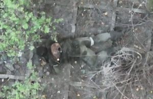 Ліквідація російського загарбника влучним скидом боєприпасу. ВIДЕО Ліквідація-російського-загарбника-влучним-скидом-боєприпасу.-ВiДЕО