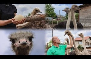 Страуси дісталися й до Литовежа, – про створення страусиної ферми поблизу Нововолинської ТГ (ВІДЕО) Страуси дісталися й до Литовежа, – про створення страусиної ферми поблизу Нововолинської ТГ (ВІДЕО)