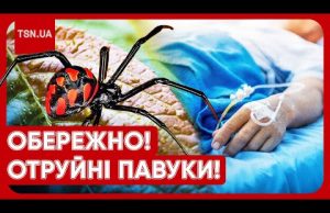 НЕБЕЗПЕЧНІШІ ЗА ЗМІЙ І ТАРАНТУЛІВ! В Україні активізувалися ОТРУЙНІ ПАВУКИ! (ВІДЕО) НЕБЕЗПЕЧНІШІ ЗА ЗМІЙ І ТАРАНТУЛІВ! В Україні активізувалися ОТРУЙНІ ПАВУКИ! (ВІДЕО)