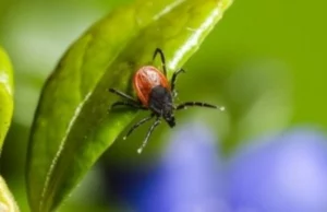 Сезон кліщів: як вберегтися від хвороби Лайма Сезон-кліщів:-як-вберегтися-від-хвороби-Лайма