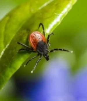 Сезон-кліщів:-як-вберегтися-від-хвороби-Лайма Сезон-кліщів:-як-вберегтися-від-хвороби-Лайма