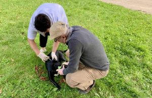 Мобільна вакцинація тварин: 20 домашніх улюбленців вакциновано від сказу Мобільна-вакцинація-тварин:-20-домашніх-улюбленців-вакциновано-від-сказу