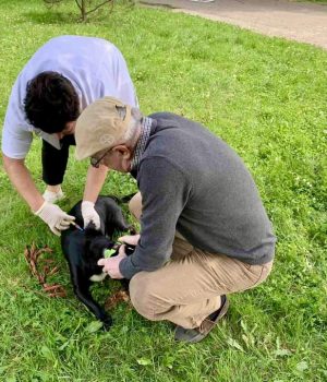 Мобільна-вакцинація-тварин:-20-домашніх-улюбленців-вакциновано-від-сказу