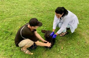 Плюс 30 вакцинованих тварин від сказу: у Нововолинську працювали ветеринари Плюс-30-вакцинованих-тварин-від-сказу:-у-Нововолинську-працювали-ветеринари