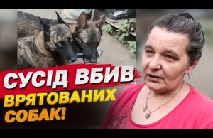 Вона рятувала собак, а їх вбив сусід! Трагедія на Харківщині (ВІДЕО) Вона рятувала собак, а їх вбив сусід! Трагедія на Харківщині (ВІДЕО)
