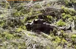 Бійці 3 ОШБр відбили штурм окупантів та ліквідували ворога з FPV-дронів на Харківщині. ВIДЕО Бійці-3-ОШБр-відбили-штурм-окупантів-та-ліквідували-ворога-з-fpv-дронів-на-Харківщині.-ВiДЕО