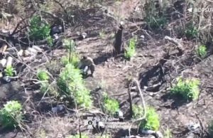 Прикордонники завдали ударів по “норах” окупантів на Сіверському напрямку. ВIДЕО Прикордонники-завдали-ударів-по-“норах”-окупантів-на-Сіверському-напрямку.-ВiДЕО