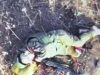 Поранений окупант вставляє дуло автомата до рота та скоює самогубство на Харківщині. ВIДЕО Поранений-окупант-вставляє-дуло-автомата-до-рота-та-скоює-самогубство-на-Харківщині.-ВiДЕО