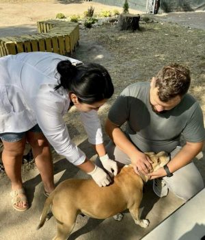 У-Благодатному-безкоштовно-вакцинували-домашніх-тварин-проти-сказу