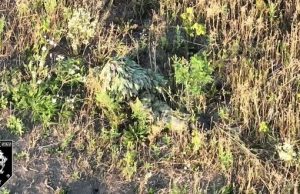 Бійці 92 ОШбр виявили та ліквідували російського снайпера влучним скидом боєприпасів. ВIДЕО Бійці-92-ОШбр-виявили-та-ліквідували-російського-снайпера-влучним-скидом-боєприпасів.-ВiДЕО