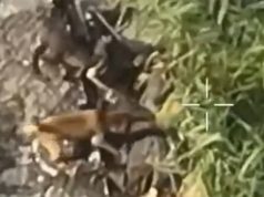 Дві собаки гризуть тіло окупанта в кущах на Харківщині. ВIДЕО 18+ Дві-собаки-гризуть-тіло-окупанта-в-кущах-на-Харківщині.-ВiДЕО-18+
