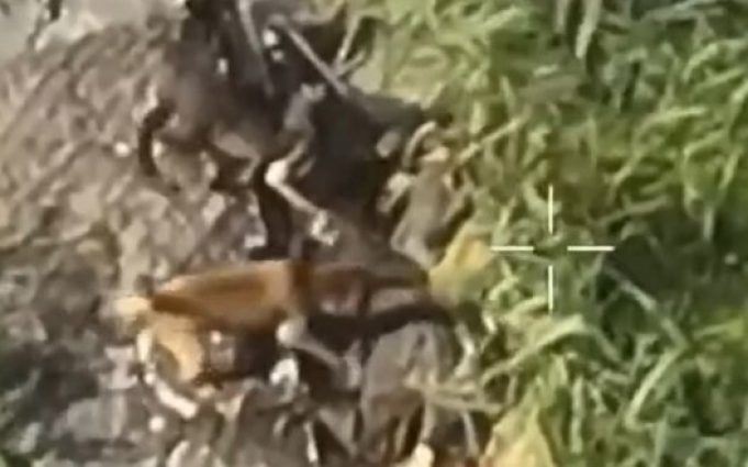 Дві собаки гризуть тіло окупанта в кущах на Харківщині. ВIДЕО 18+ Дві-собаки-гризуть-тіло-окупанта-в-кущах-на-Харківщині.-ВiДЕО-18+