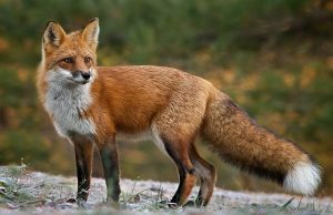 На Волині вакцинуватимуть диких тварин проти сказу На-Волині-вакцинуватимуть-диких-тварин-проти-сказу