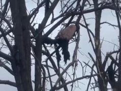 Від підриву на міні в окупанта відірвало ногу і ступня повисла на дереві. ВIДЕО 18+ Від-підриву-на-міні-в-окупанта-відірвало-ногу-і-ступня-повисла-на-дереві.-ВiДЕО-18+