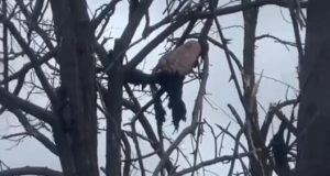 Від підриву на міні в окупанта відірвало ногу і ступня повисла на дереві. ВIДЕО 18+ Від-підриву-на-міні-в-окупанта-відірвало-ногу-і-ступня-повисла-на-дереві.-ВiДЕО-18+