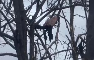 Від підриву на міні в окупанта відірвало ногу і ступня повисла на дереві. ВIДЕО 18+ Від-підриву-на-міні-в-окупанта-відірвало-ногу-і-ступня-повисла-на-дереві.-ВiДЕО-18+