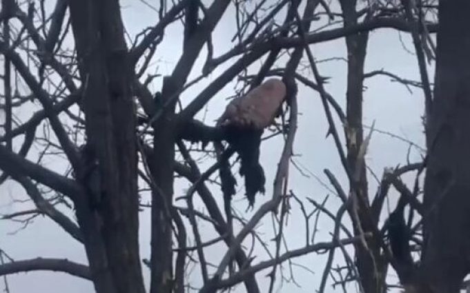 Від підриву на міні в окупанта відірвало ногу і ступня повисла на дереві. ВIДЕО 18+ Від-підриву-на-міні-в-окупанта-відірвало-ногу-і-ступня-повисла-на-дереві.-ВiДЕО-18+