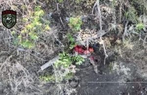 Розірвані тіла російських піхотинців валяються у посадці. ВIДЕО 18+ Розірвані-тіла-російських-піхотинців-валяються-у-посадці.-ВiДЕО-18+