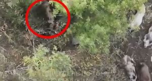 Шестеро здичавілих свиней доїдають рештки ліквідованого окупанта. ВIДЕО Шестеро-здичавілих-свиней-доїдають-рештки-ліквідованого-окупанта.-ВiДЕО