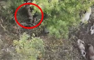 Шестеро здичавілих свиней доїдають рештки ліквідованого окупанта. ВIДЕО Шестеро-здичавілих-свиней-доїдають-рештки-ліквідованого-окупанта.-ВiДЕО