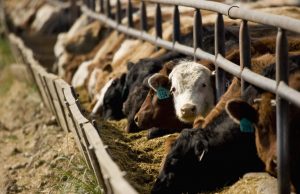 Актуальна інформація для агровиробників громади, які утримують поголів’я ВРХ Актуальна-інформація-для агровиробників-громади, які-утримують-поголів’я-ВРХ