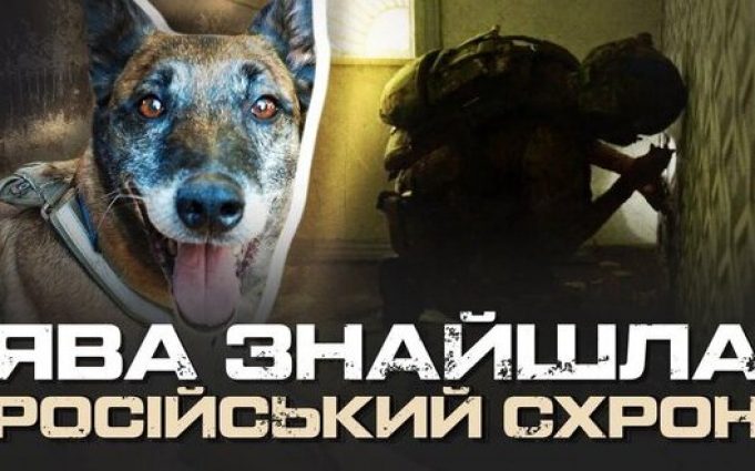 “Там може бути пастка”: як кінологи “Омеги” шукають російські схрони на Харківщині. ВIДЕО “Там-може-бути-пастка”:-як-кінологи-“Омеги”-шукають-російські-схрони-на-Харківщині.-ВiДЕО