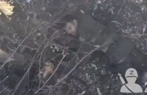 Бійці 5-ї ОШБр ліквідували штурмову групу із семи окупантів. ВIДЕО Бійці-5-ї-ОШБр-ліквідували-штурмову-групу-із-семи-окупантів.-ВiДЕО