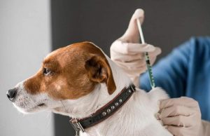 Що потрібно знати про сказ? Що-потрібно-знати-про-сказ?