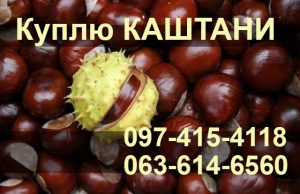 Куплю Каштани по 5 грн/кг!