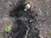 Чотири десятки тіл окупантів валяються на полі бою на Сватівському напрямку. ВIДЕО 18+ Чотири-десятки-тіл-окупантів-валяються-на-полі-бою-на-Сватівському-напрямку.-ВiДЕО-18+