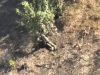 Бійці 63-ї ОМБр відбили м’ясний штурм окупантів на Лиманському напрямку. ВIДЕО Бійці-63-ї-ОМБр-відбили-м’ясний-штурм-окупантів-на-Лиманському-напрямку.-ВiДЕО