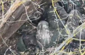 Штурмова група із 16 окупантів знищена на Курщині. ВIДЕО Штурмова-група-із-16-окупантів-знищена-на-Курщині.-ВiДЕО