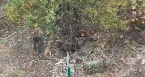 Група окупантів була знищена дронами на межі Харківської та Білгородської областей. ВIДЕО Група-окупантів-була-знищена-дронами-на-межі-Харківської-та-Білгородської-областей.-ВiДЕО
