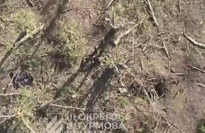 Бійці 3-ї ОШБр скидами з дронів знищують окупантів на Харківщині. ВIДЕО Бійці-3-ї-ОШБр-скидами-з-дронів-знищують-окупантів-на-Харківщині.-ВiДЕО