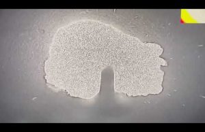 12-а ліквідація МАДЯРа, оголошена 24 жовтня міноборони хробаків (ВІДЕО) 12-а ліквідація МАДЯРа, оголошена 24 жовтня міноборони хробаків (ВІДЕО)