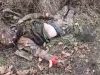 Українські десантники показали сімох ліквідованих російських морпіхів в Курській області. ВIДЕО 18+ Українські-десантники-показали-сімох-ліквідованих-російських-морпіхів-в-Курській-області.-ВiДЕО-18+