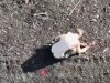 Бійці 68 ОЄБр влучно атакують з неба двох російських загарбників на Донеччині. ВIДЕО Бійці-68-ОЄБр-влучно-атакують-з-неба-двох-російських-загарбників-на-Донеччині.-ВiДЕО
