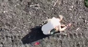 Бійці 68 ОЄБр влучно атакують з неба двох російських загарбників на Донеччині. ВIДЕО Бійці-68-ОЄБр-влучно-атакують-з-неба-двох-російських-загарбників-на-Донеччині.-ВiДЕО