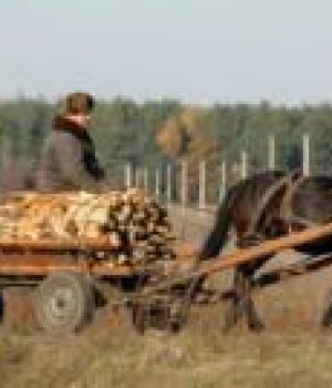 Наламали-дров.-Проти-кого-обернеться-новий-закон-про-вирубку-дерев