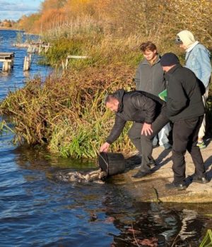 У-Ковельське-водосховище-випустили-близько-пів-тонни-коропа-та-білого-амура