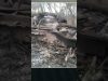 ЗСУ знищили 102 ТАНКОВИХ БАТАЛЬЙОНИ рф (ВІДЕО) ЗСУ знищили 102 ТАНКОВИХ БАТАЛЬЙОНИ рф (ВІДЕО)