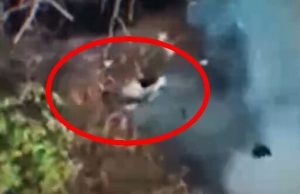 Тіло окупанта вилітає із окопу і падає під кущ за кілька метрів після скиду із... Тіло-окупанта-вилітає-із-окопу-і-падає-під-кущ-за-кілька-метрів-після-скиду-із.