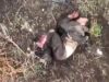 Окупант із відірваною ногою доходить на узбіччі. ВIДЕО 18+ Окупант-із-відірваною-ногою-доходить-на-узбіччі.-ВiДЕО-18+