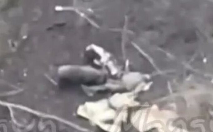 Здичавілі свині шматують ліквідованого російського штурмовика на Курщині. ВIДЕО 18+ Здичавілі-свині-шматують-ліквідованого-російського-штурмовика-на-Курщині.-ВiДЕО-18+