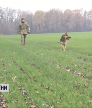 Врятував-не-одне-життя:-військові-розповіли-про-унікального-пса,-який-попереджає-про-“прильоти”