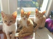 Віддам кошеняток