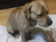 Віддам собаку безкоштовно